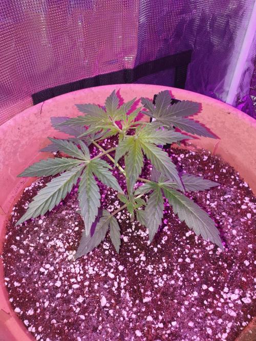 MilkyWay F1 RQS. Week 6