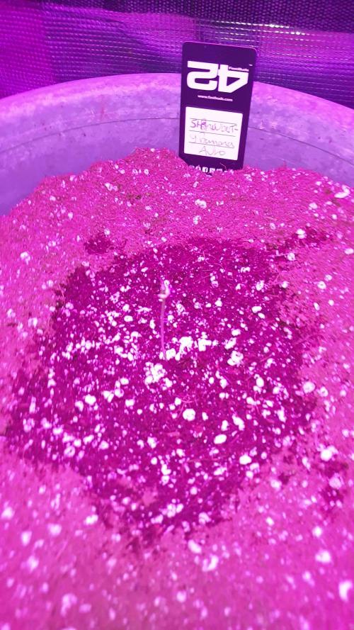 Strawberry Banana Auto