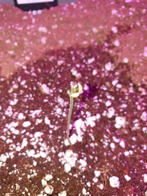 Strawberry Banana Auto. Week 1