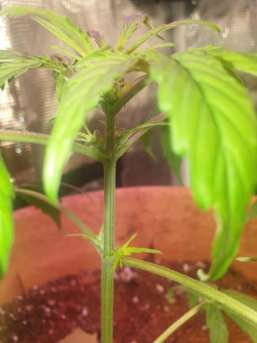 MilkyWay F1 RQS. Week 7