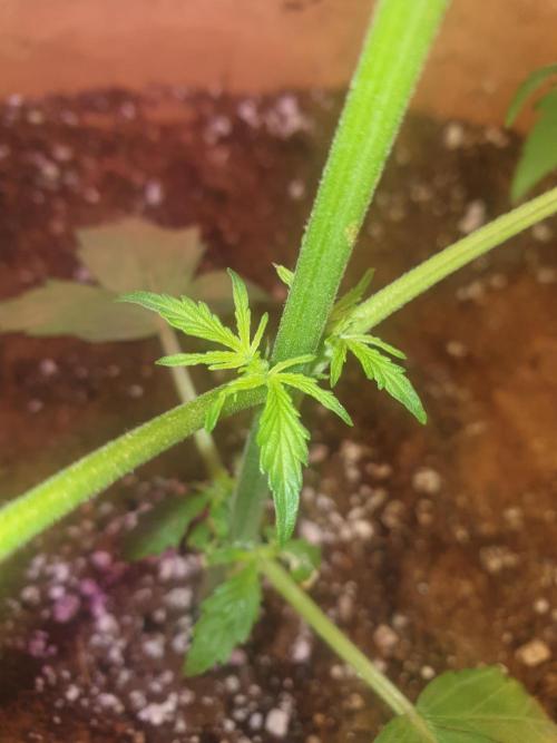 MilkyWay F1 RQS. Week 7