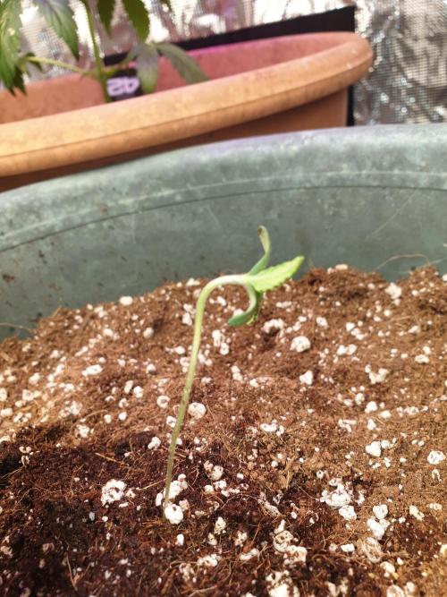 Strawberry Banana Auto. Week 2 - sadly fell over reason im comment below.
But she's fine she just wanted help