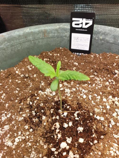 Strawberry Banana Auto. Week 2