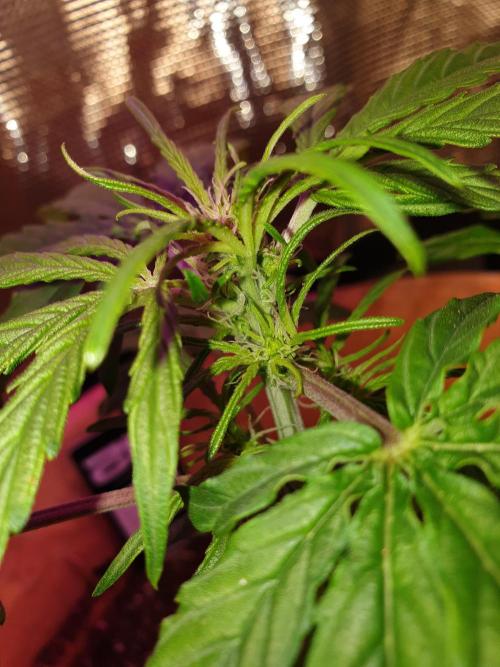 MilkyWay F1 RQS. Week 7