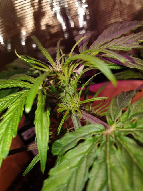 MilkyWay F1 RQS. Week 7