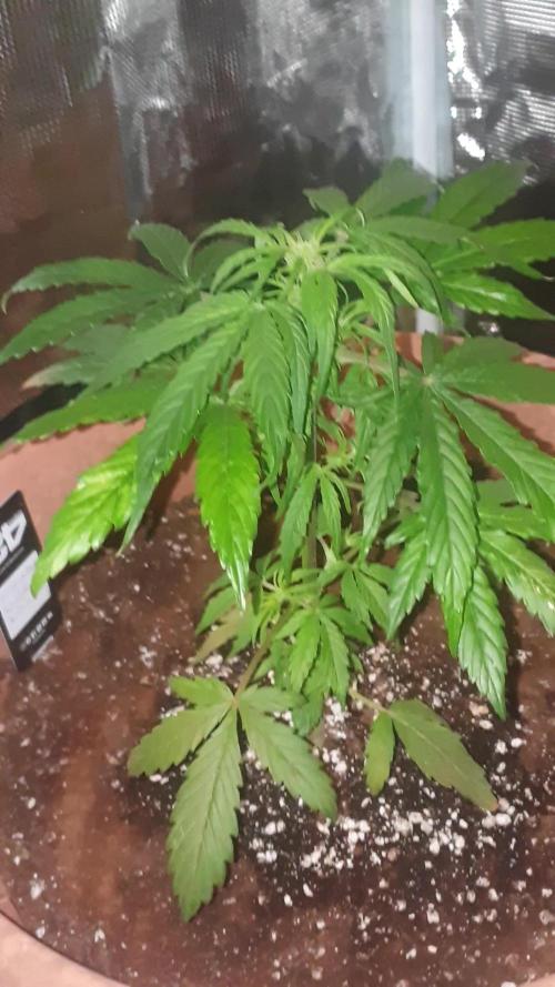 MilkyWay F1 RQS