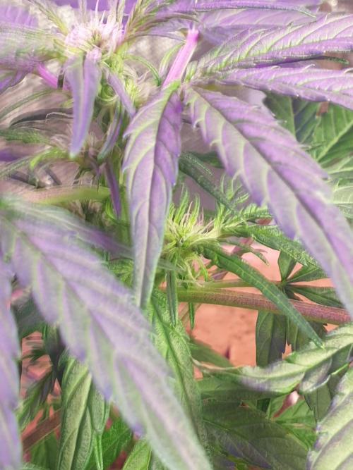 MilkyWay F1 RQS. Week 8