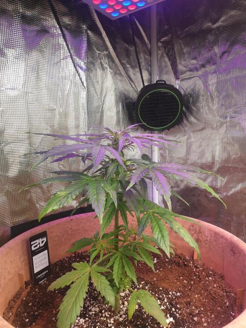 MilkyWay F1 RQS. Week 8 - F1