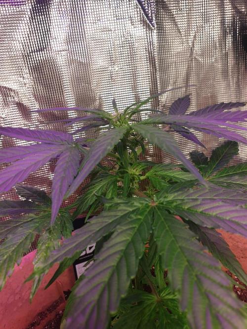 MilkyWay F1 RQS. Week 8