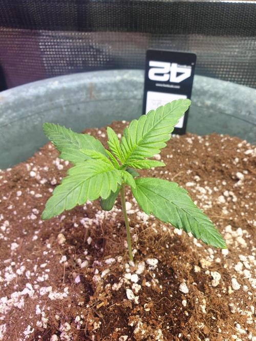 Strawberry Banana Auto. Week 3