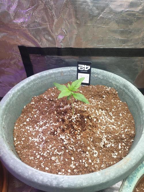 Strawberry Banana Auto. Week 3