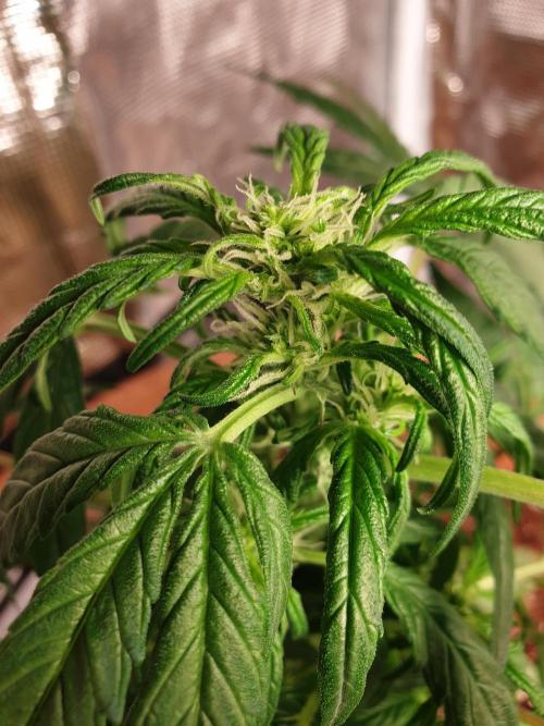 MilkyWay F1 RQS. Week 8