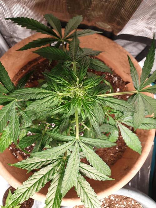 MilkyWay F1 RQS. Week 8