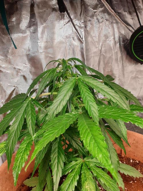 MilkyWay F1 RQS. Week 8