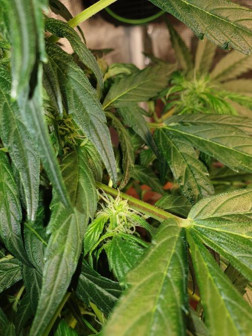 MilkyWay F1 RQS. Week 9