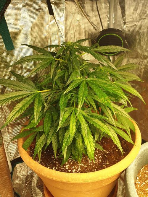 MilkyWay F1 RQS. Week 9