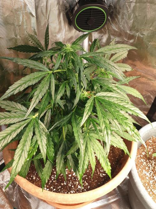 MilkyWay F1 RQS. Week 9 - Pruned and de leafed so flowers get more light.