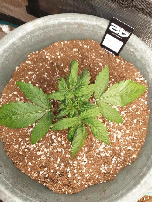 Strawberry Banana Auto. Week 4