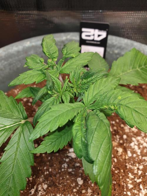 Strawberry Banana Auto. Week 4