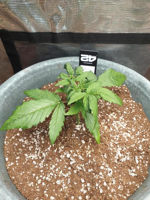 Strawberry Banana Auto. Week 4