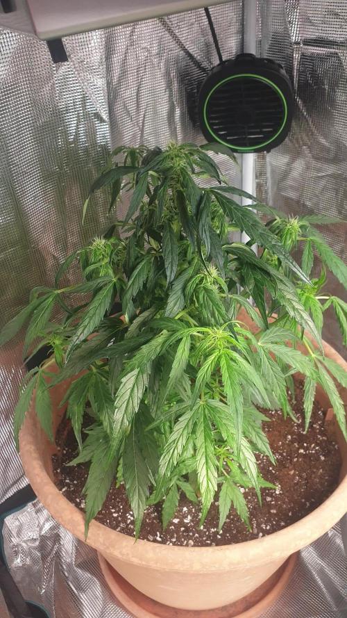 MilkyWay F1 RQS