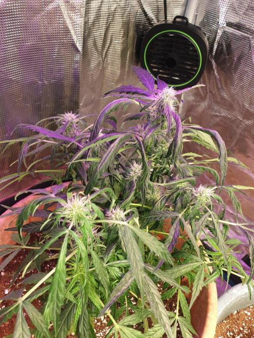 MilkyWay F1 RQS. Week 10