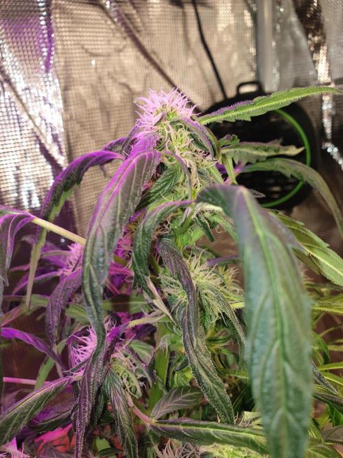 MilkyWay F1 RQS. Week 10