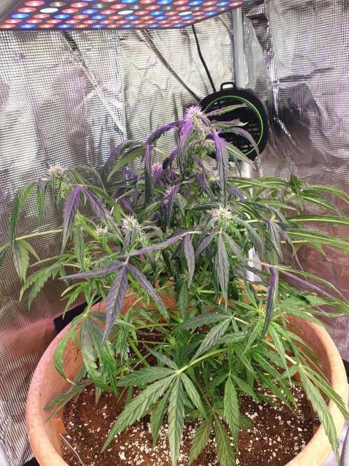 MilkyWay F1 RQS. Week 10