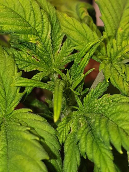 Strawberry Banana Auto. Week 5