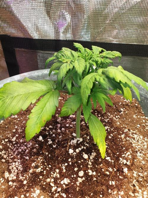 Strawberry Banana Auto. Week 5