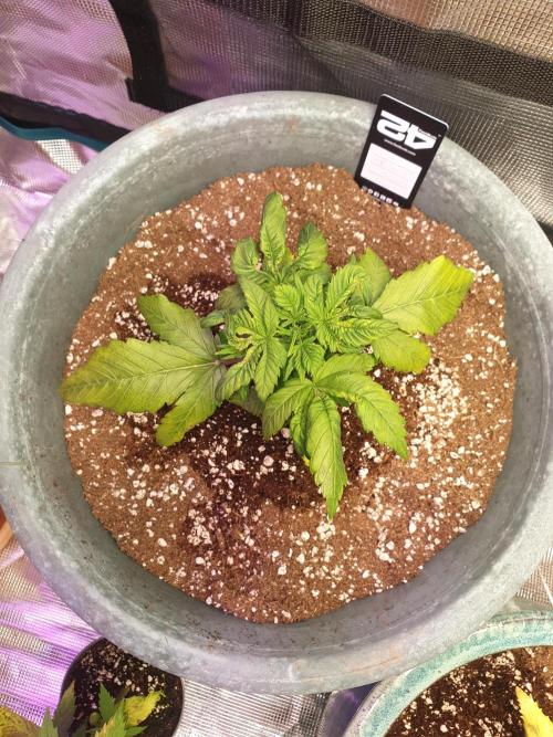 Strawberry Banana Auto. Week 5