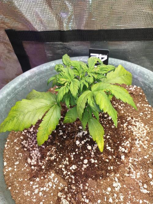 Strawberry Banana Auto. Week 5