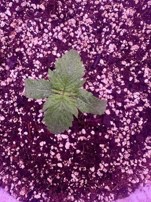Lektion-1. Week 1