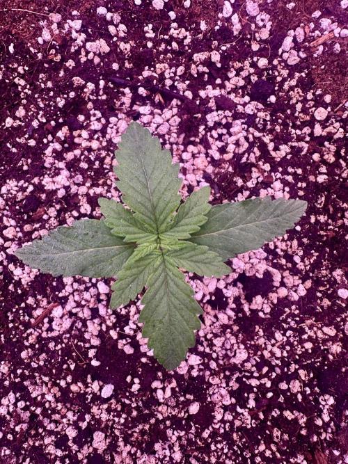 Lektion-1. Week 1