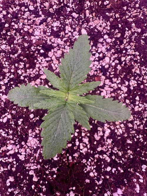 Lektion-1. Week 1