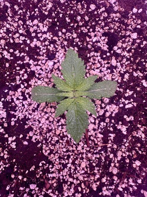 Lektion-1. Week 1