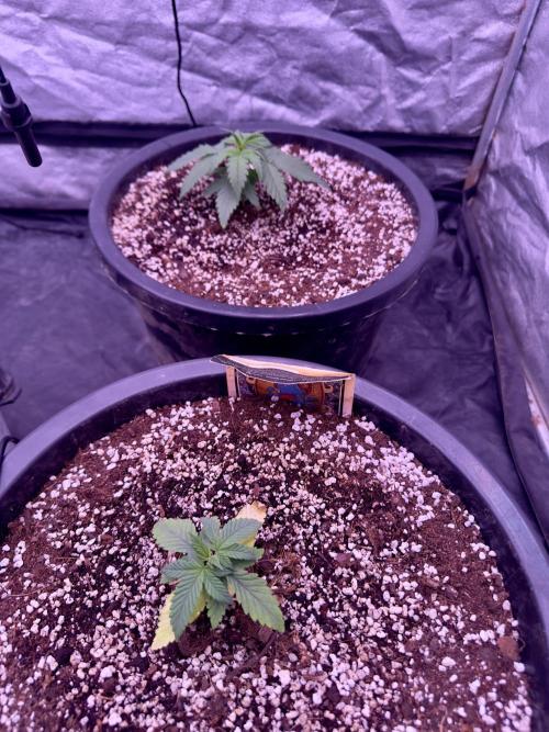 Lektion-1. Week 3