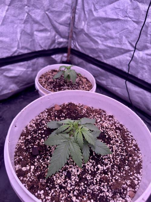 Lektion-1. Week 3