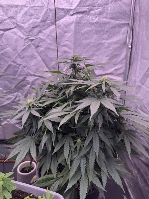 Lektion-1. Week 10