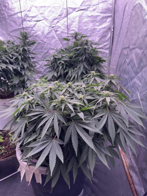 Lektion-1. Week 10