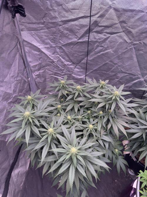 Lektion-1. Week 10