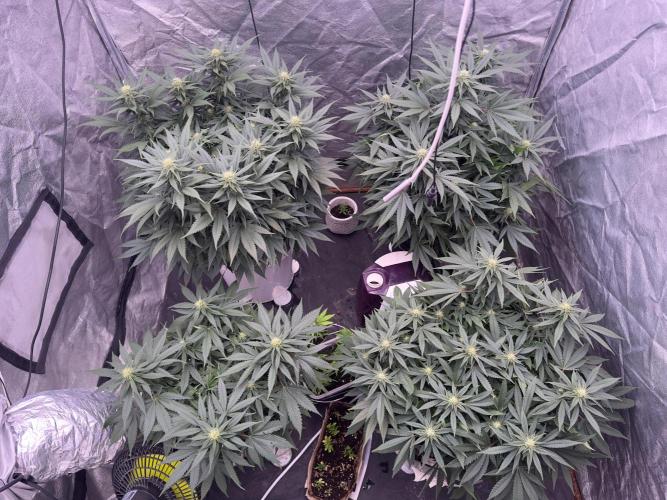 Lektion-1. Week 12 - ||
| =Crystal candy f1 
..
.| = Sweet Cheese