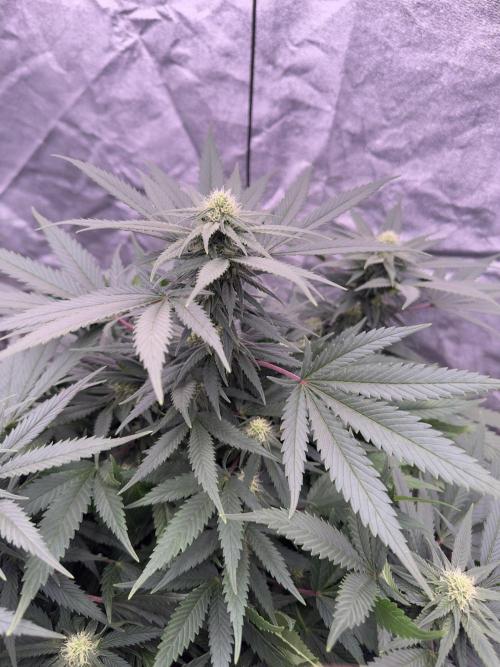 Lektion-1. Week 12