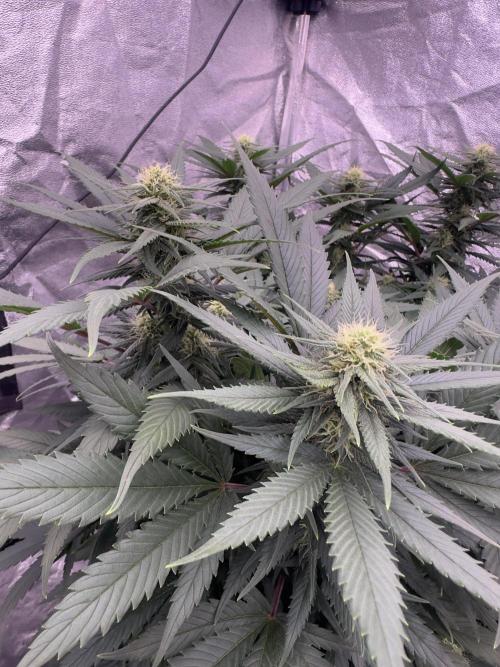 Lektion-1. Week 12
