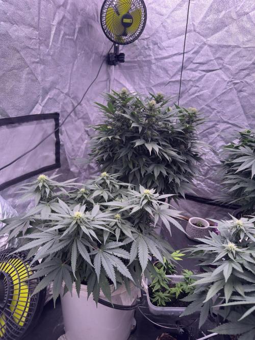 Lektion-1. Week 12