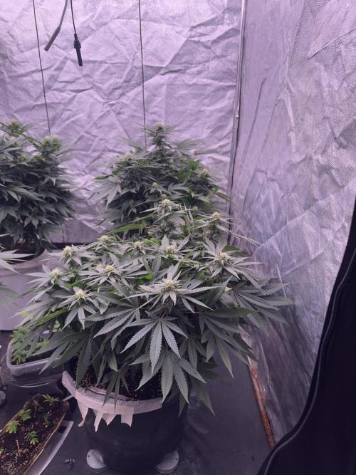 Lektion-1. Week 12