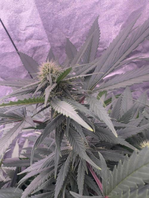 Lektion-1. Week 12