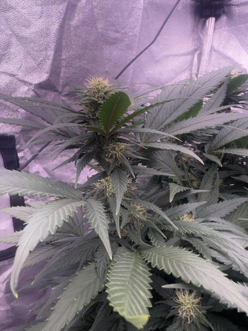 Lektion-1. Week 12