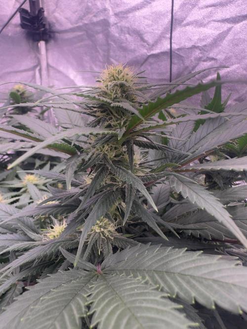 Lektion-1. Week 12