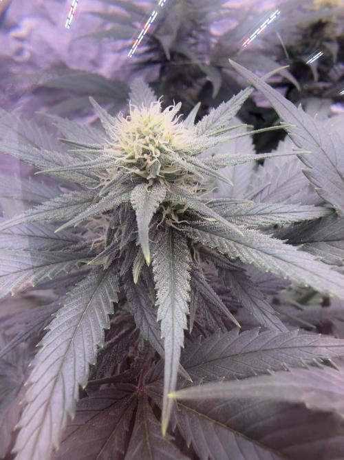 Lektion-1. Week 15